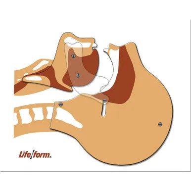 Life/form® Airway Simulation Board