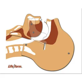 Life/form® Airway Simulation Board