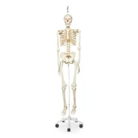 Stan the Standard Skeleton 5 ft. 6 in. (170 cm) - Includes 5-Arm Hanging Roller Stand (73-1/4 in)