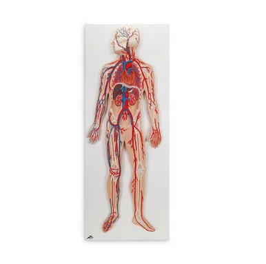 SYS G30 Circulatory System